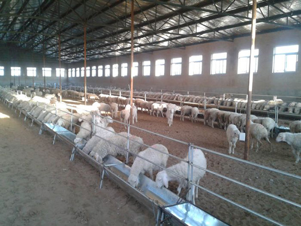 大型合作牧場-育成母羊