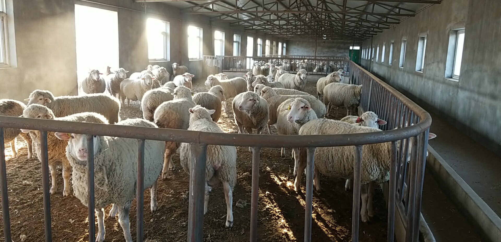 遼寧省農業科學院肉羊改良繁育中心--羊